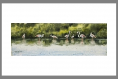Flamencos-3