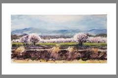 Almendros-en-Casas-Nuevas
