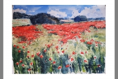 Amapolas