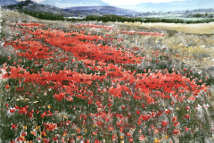 Campo-de-amapolas-copia