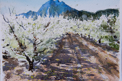 Cieza-ciruelos-copia