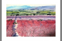 Cieza-frutales-en-floración